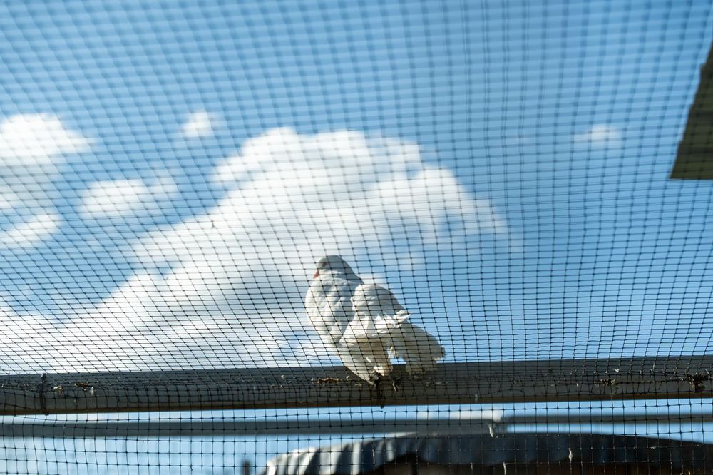 Pombas de leque brancas