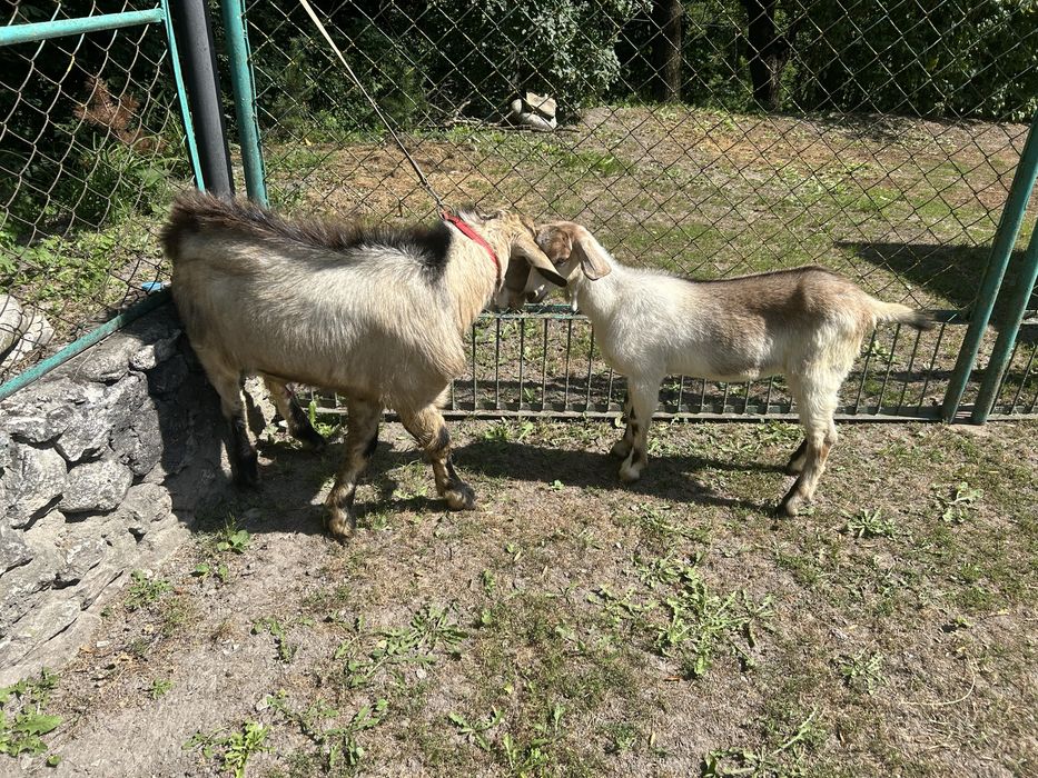 Продам породистих кіз