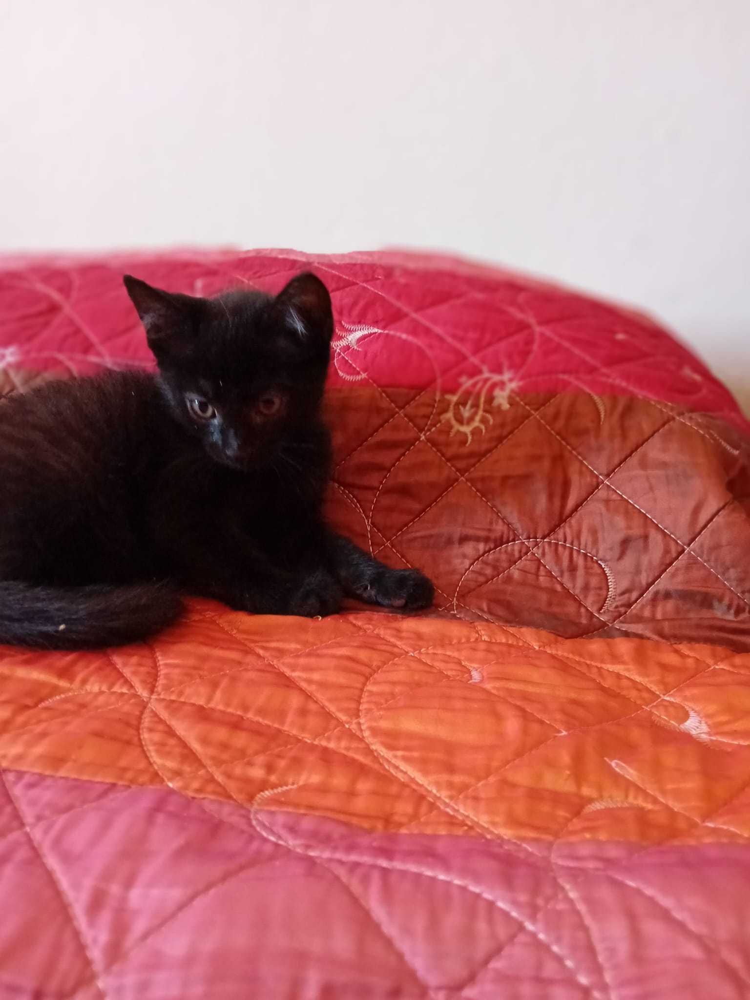 Gatinhos para dar
