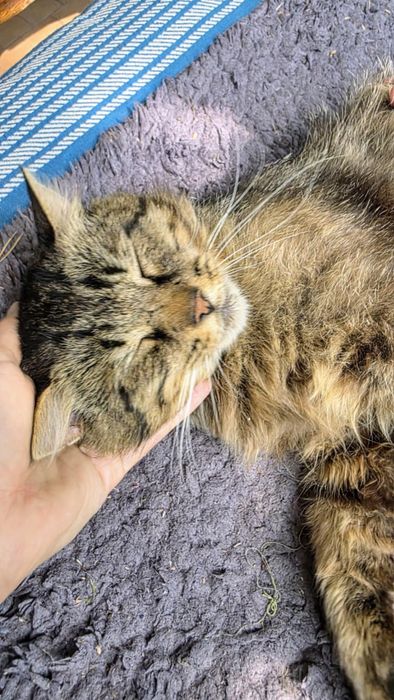 Poszukiwany dom tymczasowy dla kota