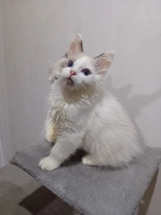 Kotka  Ragdoll kocięta