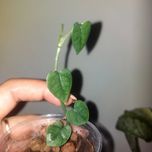 Epipremnum cebu blue island form