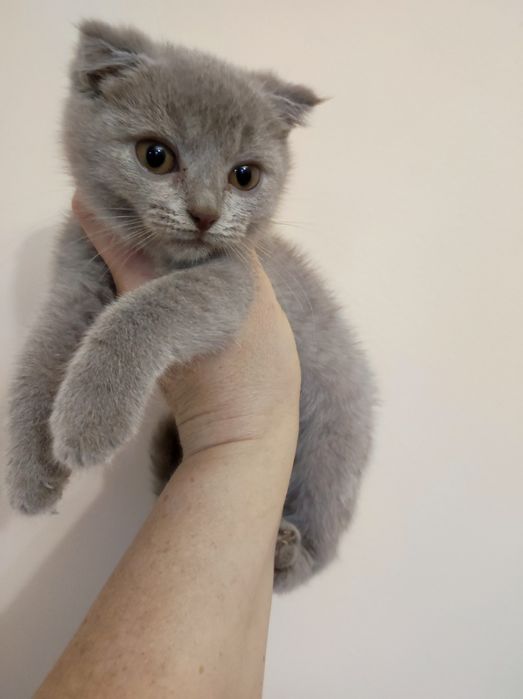 Кошеня, коти висловухі, 3 міс