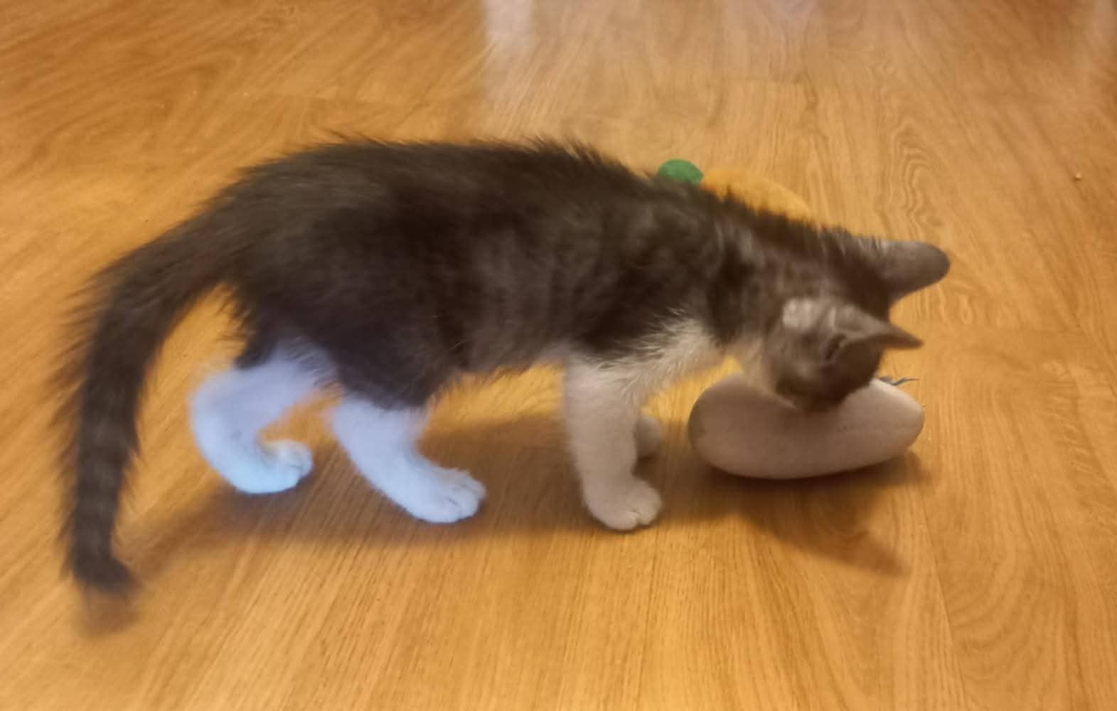 Śliczni bracia polecają się do adopcji!