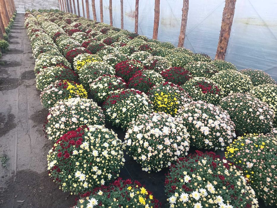 Chryzantemy sprzedaż hurtowa i detaliczna