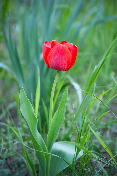 Продам Nikon AF Nikkor 70-210mm 1:4-5.6D MKII