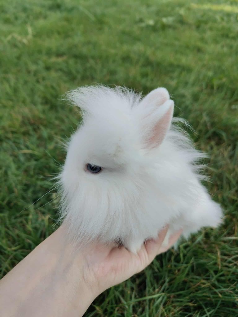 Króliki karzełki miniaturki Teddy