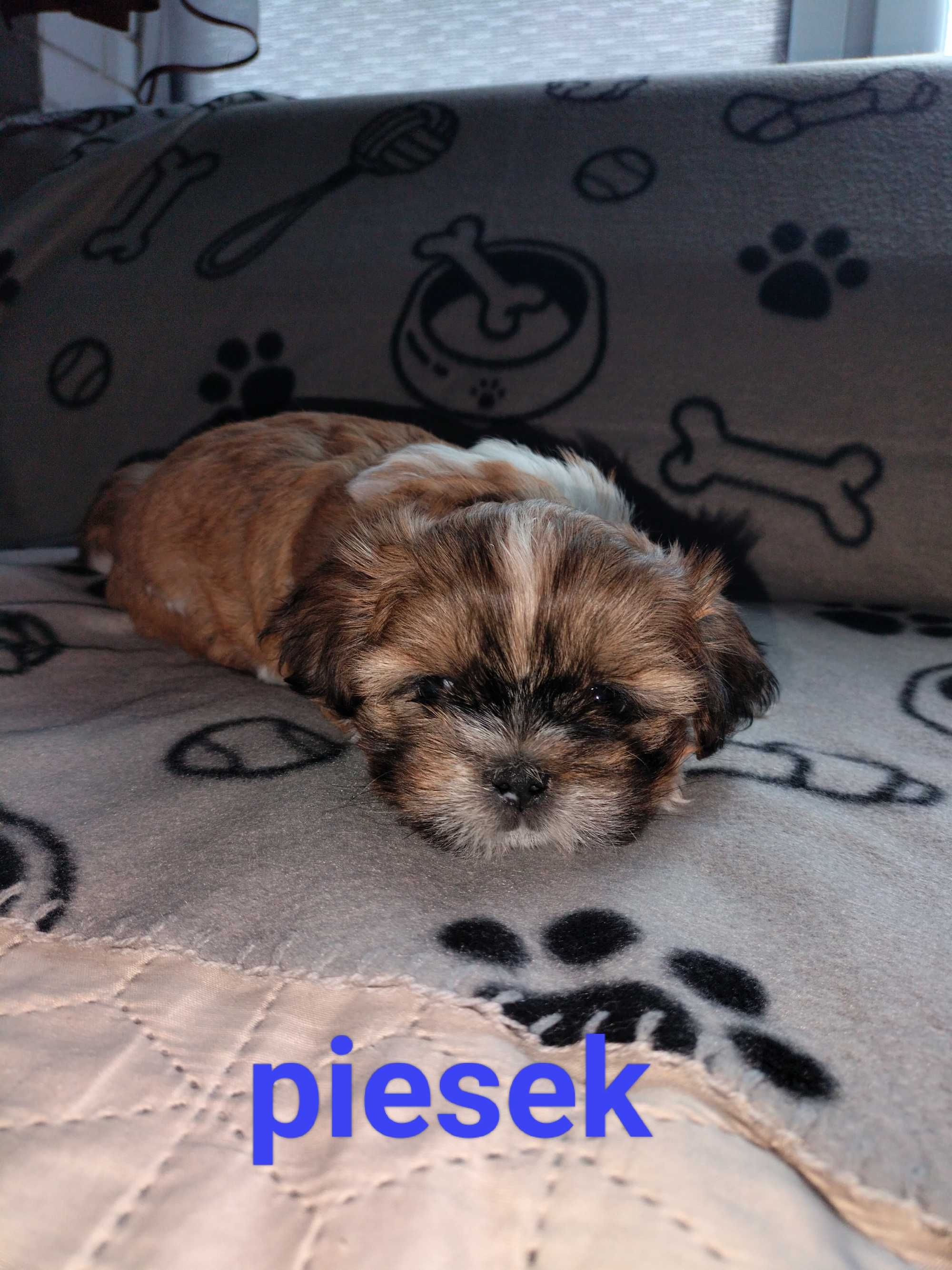 Piesek Shih-Tzu poleca się