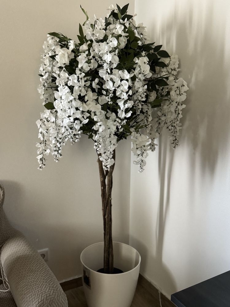 Planta decorativa