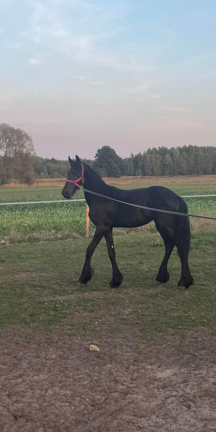 Piękny ogierek fryzyjski