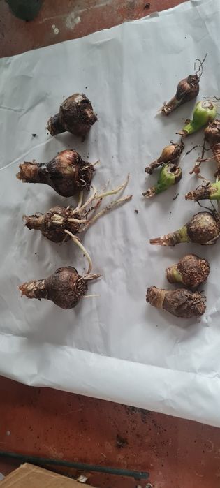 Cebulki Amarylis ,Zwartnica  czerwone