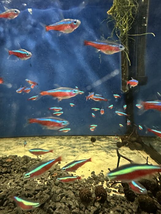 Neon Czerwony Promocja pakiet 20szt 50zł