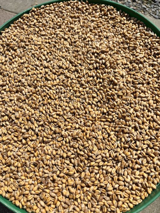 Sprzedam pszenice ozimą 2025