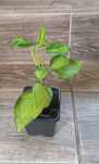 Epipremnum kiwi m