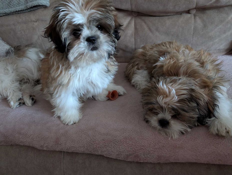 Śliczna suczka shih tzu