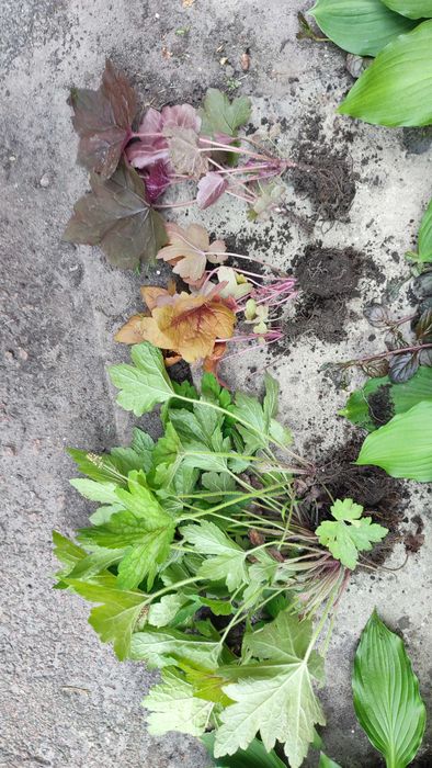 Очиток, седум, заячья капуста, молодило Хоста Гейхера ясколка