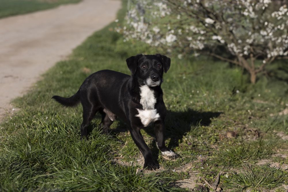 Czekam na dom - Agent