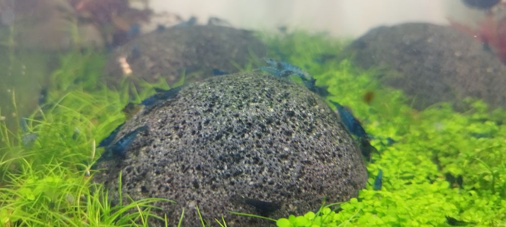 Camarões neocaridinas blue dream 10 camarões 12€