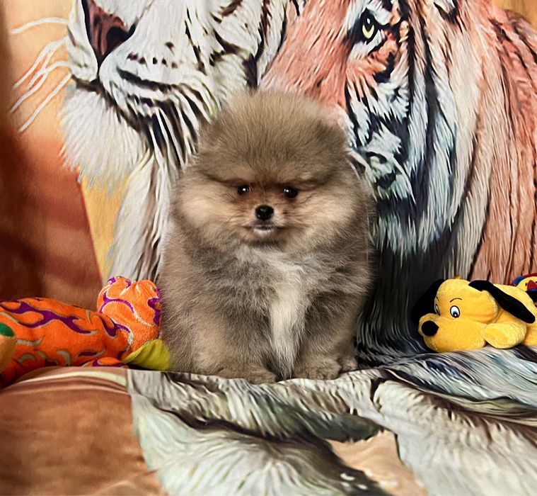 Szpic miniaturowy typu Miszka.