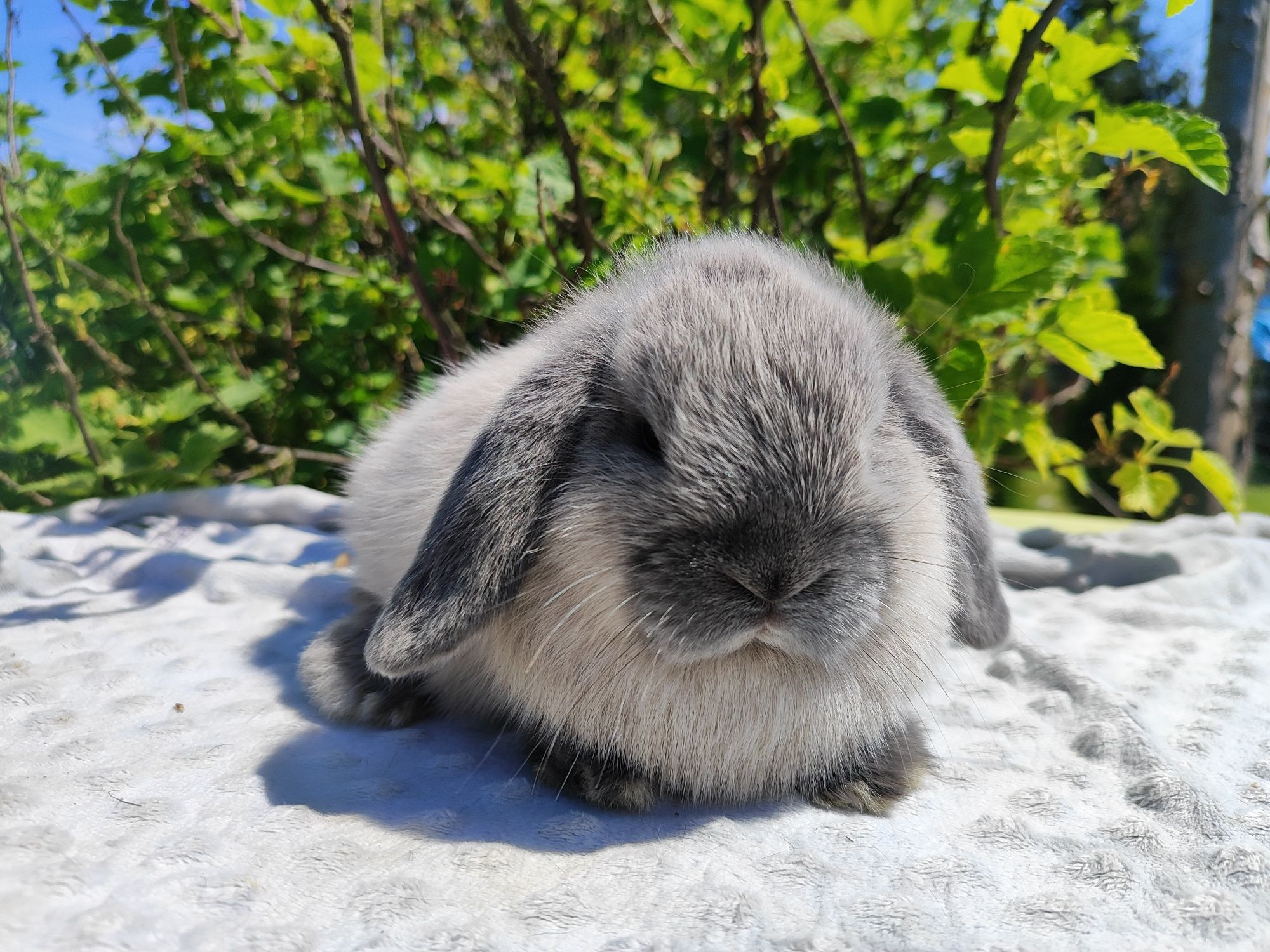 Mini lop metryka legalna hodowla królik miniaturka baranek