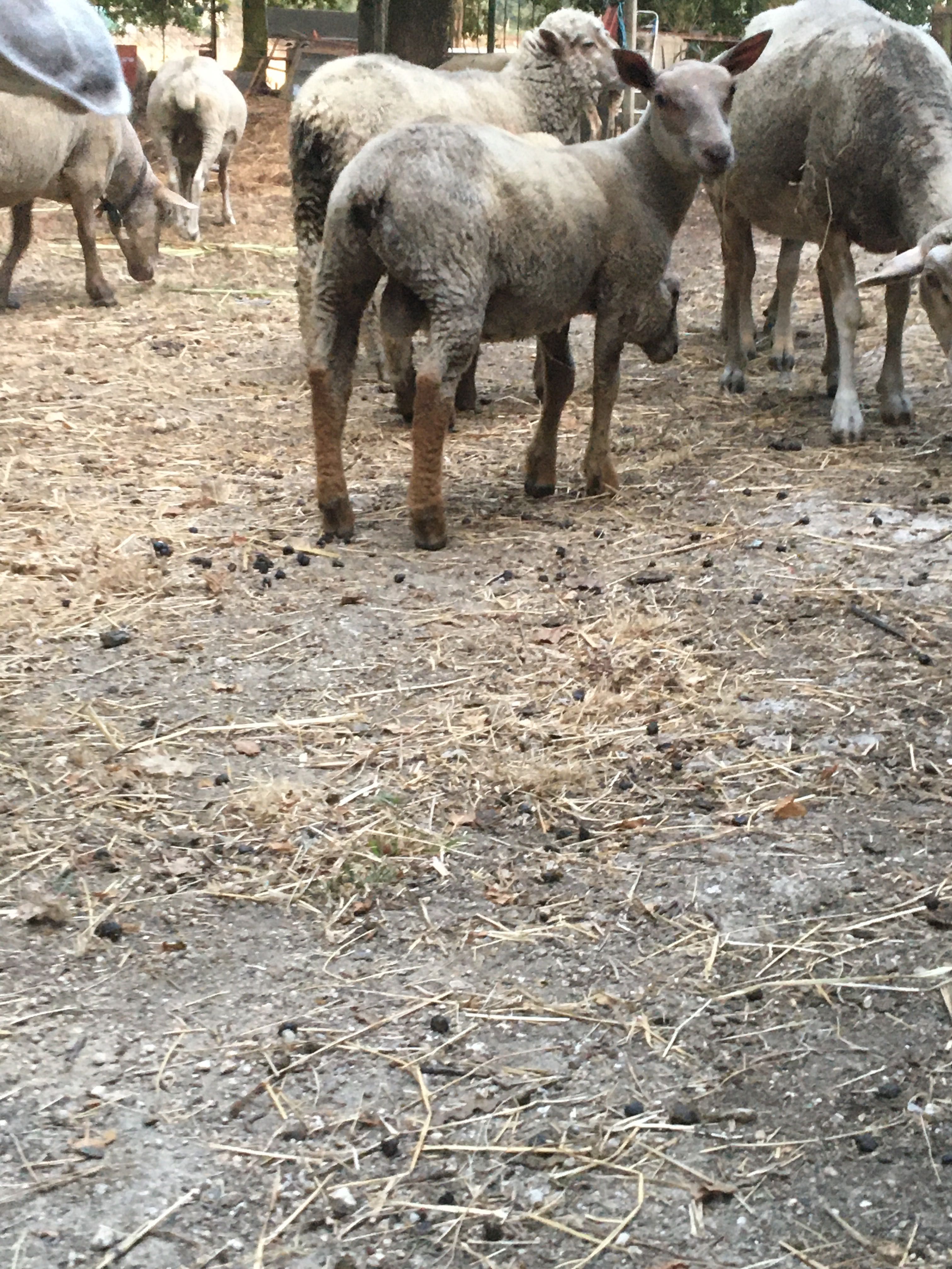 Borrego cruzado charoles