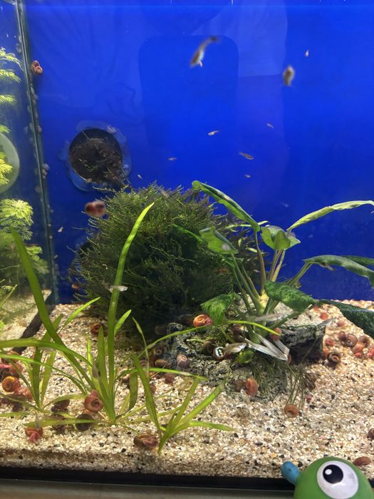 Ciclideos varios tamanhos