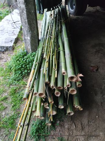 Canas Bambu vários diâmetros