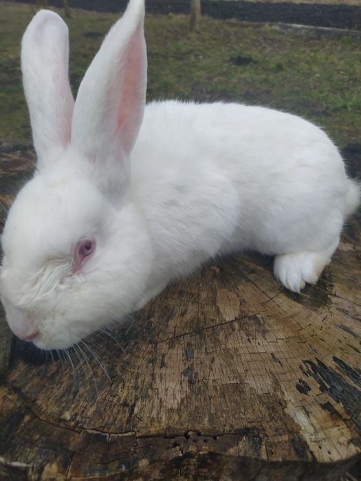 Кролі термонці та інші