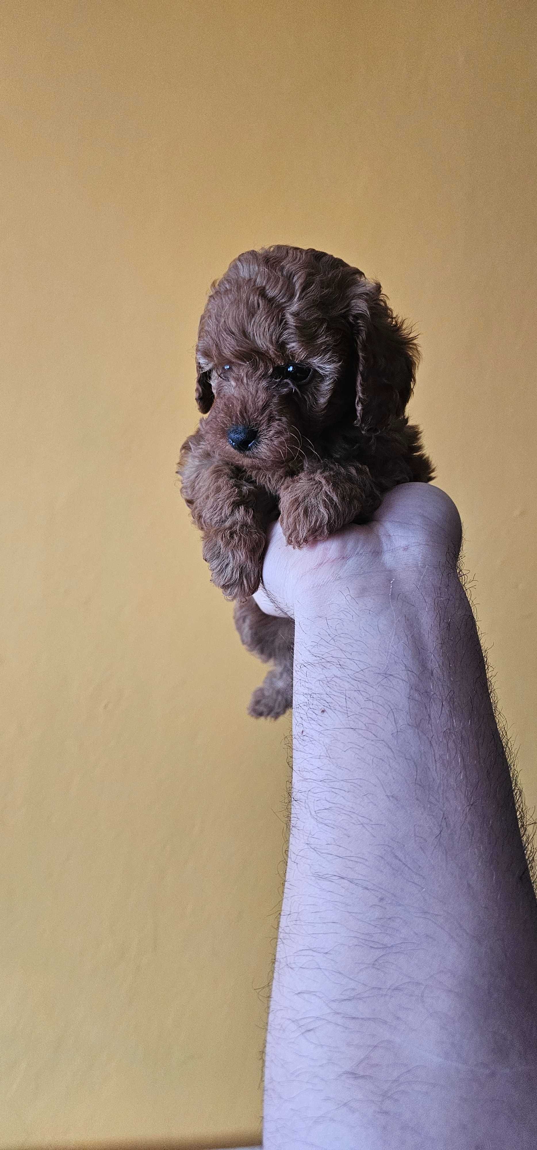 Pudel Toy Red-Brown Dziewczynka