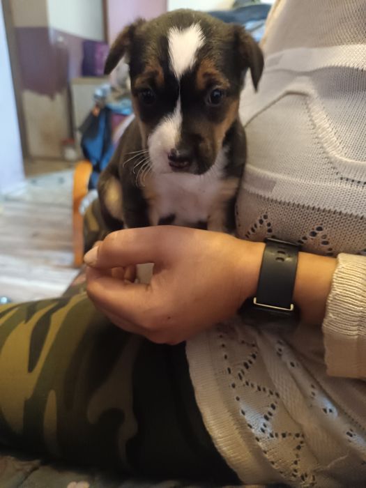Oddam Pieski za darmo kundelki