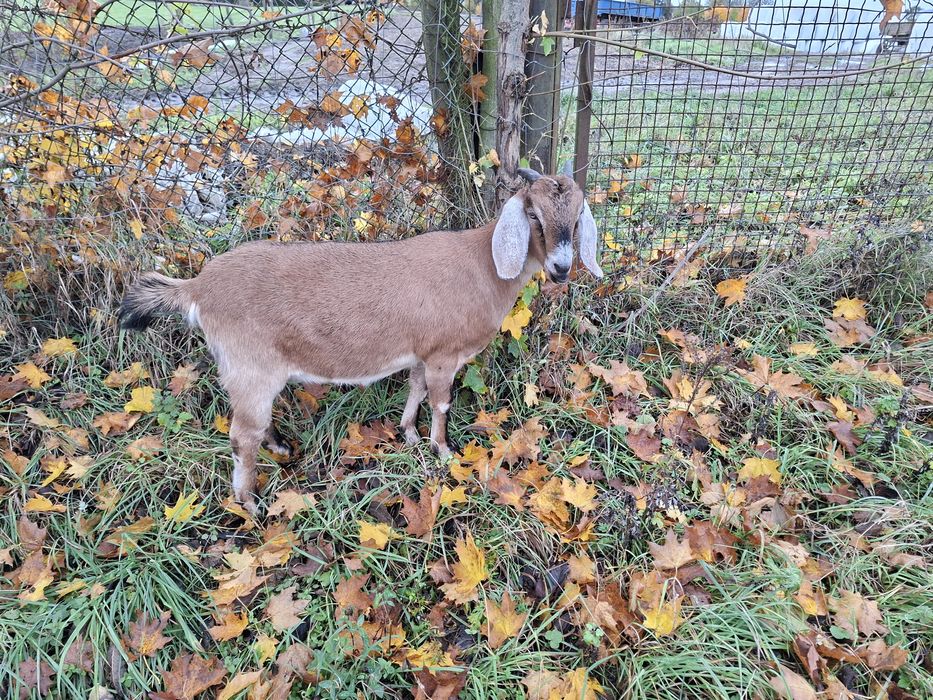 Koza anglonubijska 6 miesięczna.
