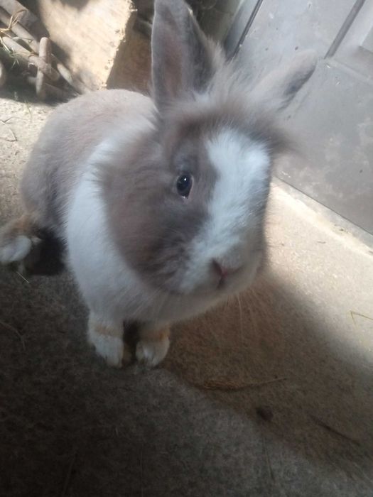 Oddam króliki w dobre ręce
