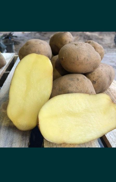 Ziemniaki jadalne Queen Anne, Lord