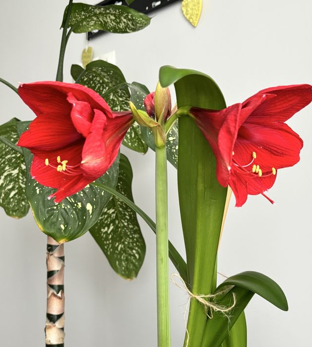 Дорослий Амариліс червоний 2 шт