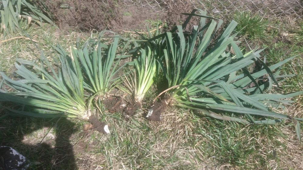 Продам юкку. Юка. Юкка садовая. Піон. Півонія. Піон деревовидний.