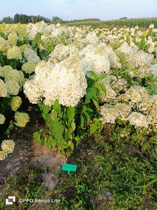 Hortensje bukietowe