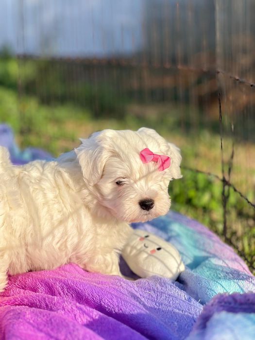 Bichon Maltês linda menina mini branquinha