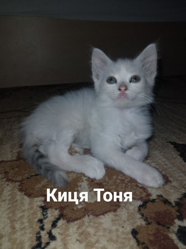 Пухнастими шукають родину