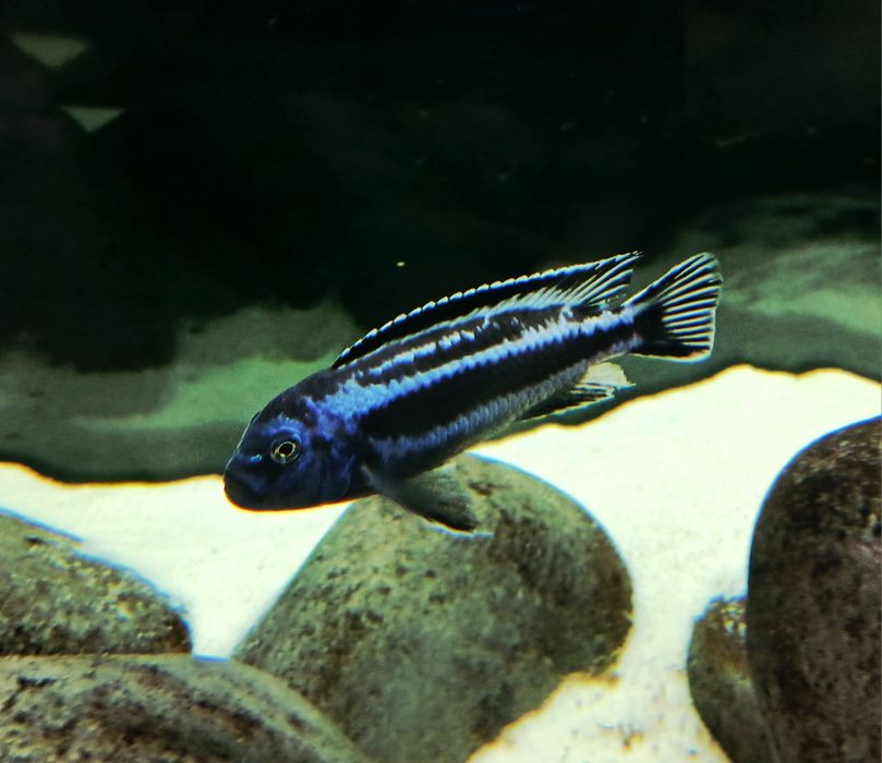 Ciclideos africanos malawi