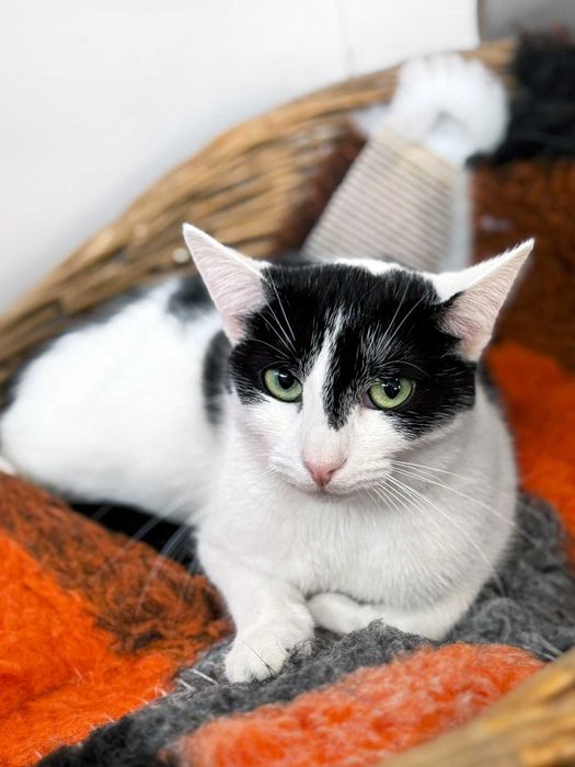 Milka, łaciaty nieśmiałek