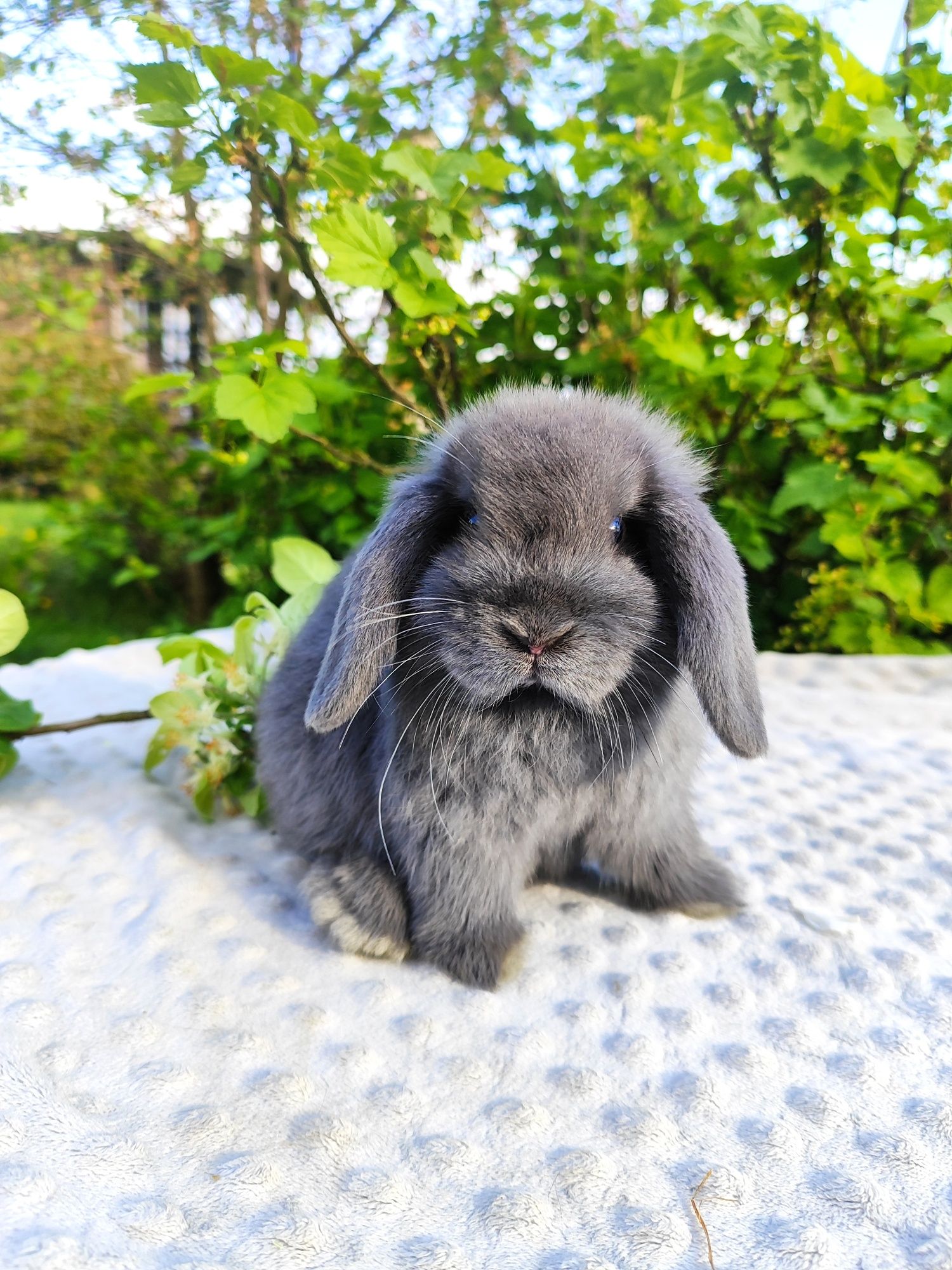 Mini lop prawdziwy rasowy miniaturka baranek