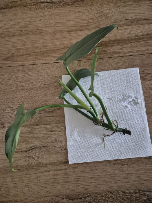 Philodendron silver ukorzenione odnóżki