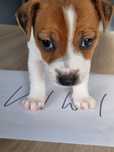 Śliczna KIWI Jack Russell Terrier, odbiór od 25 sierpnia