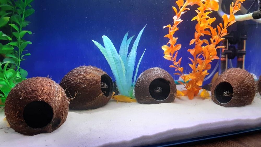 Кокосовый домик грот кокос укрытие в аквариум для рыб цихлид Лелеупи