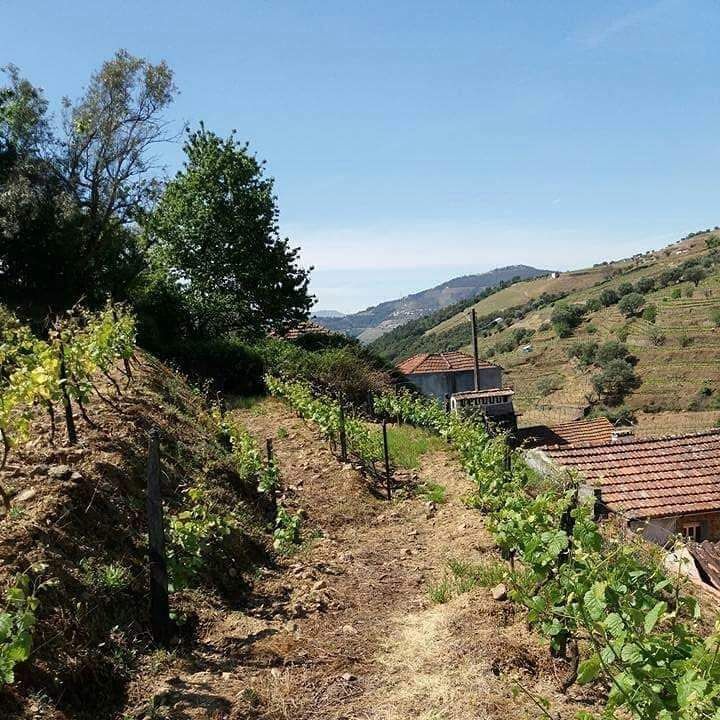 Vinha demarcada no Douro