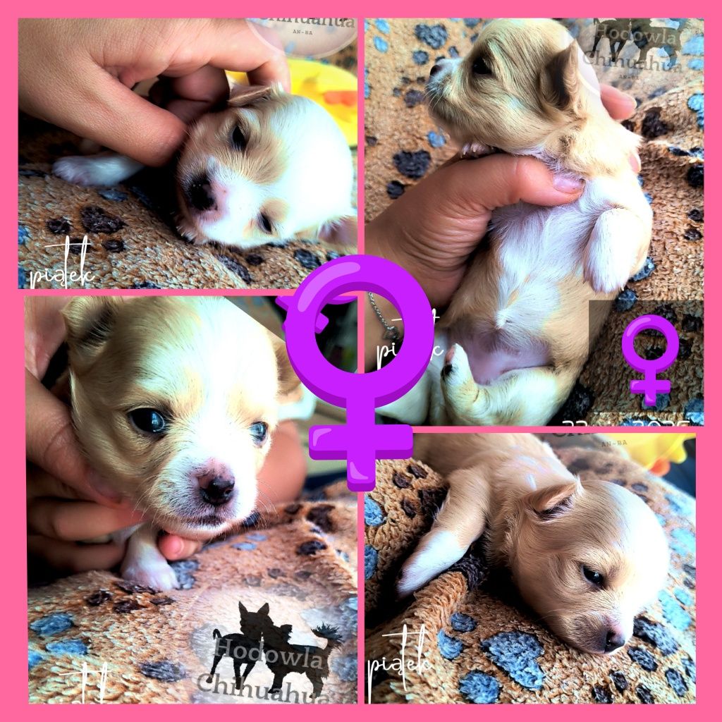 Sunia chihuahua długowłosa