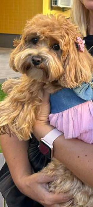 Девочки и мальчики мальтипу