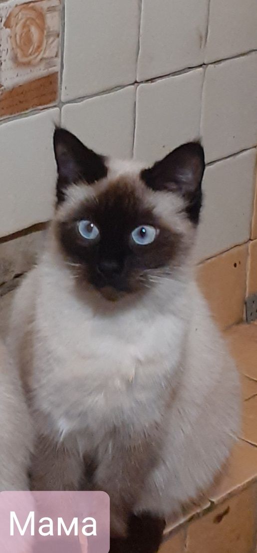 Продам сиамского котёнка