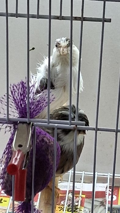 Canários para venda