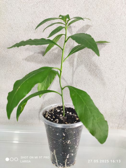 Цеструм ноктюрнум желтый, саркококка пеларгония жасмин